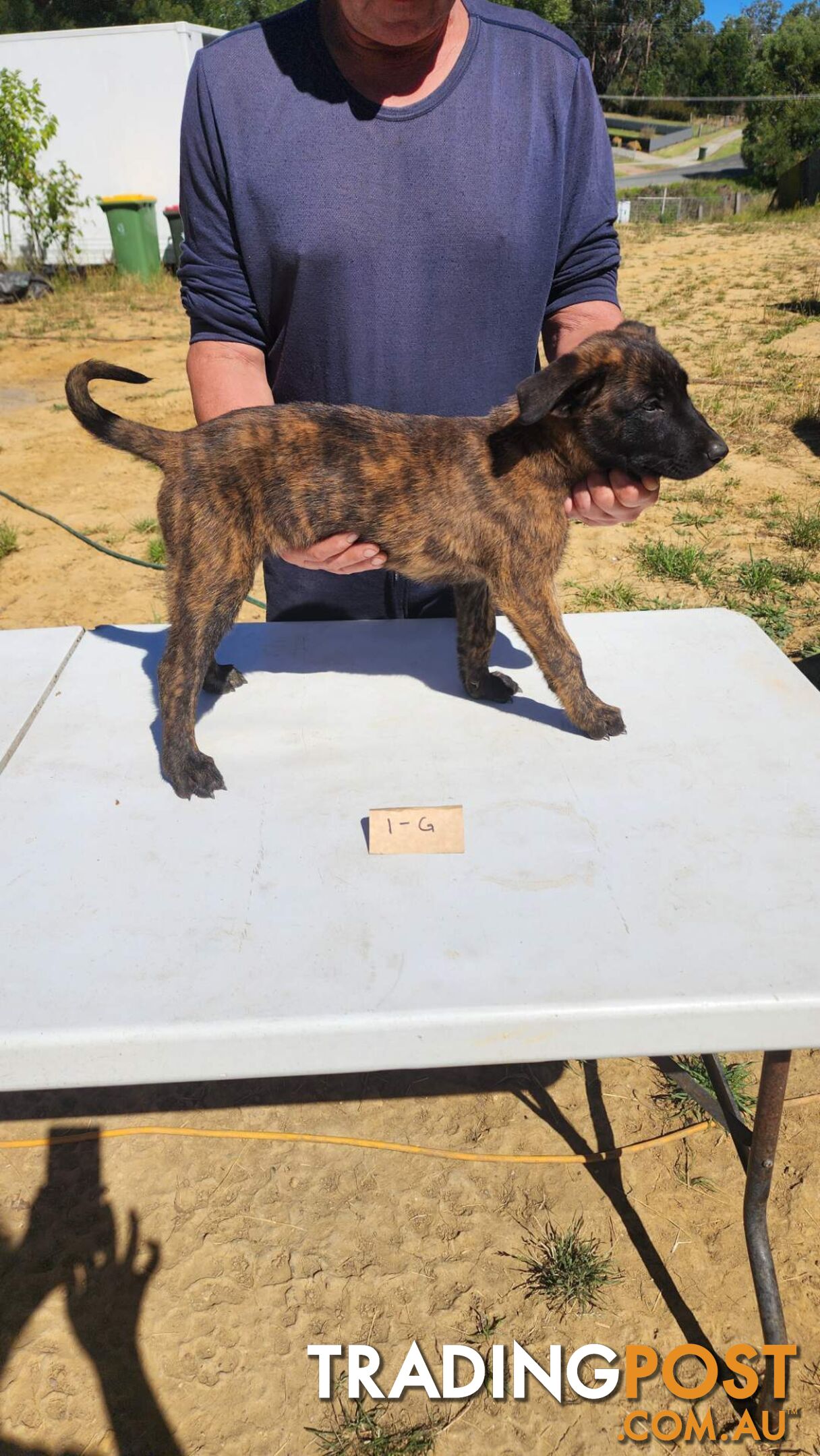 Dutch Shepherd Puppies - Belgian Shepherd/ Malinois