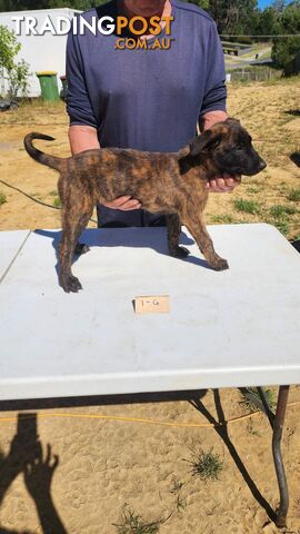 Dutch Shepherd Puppies - Belgian Shepherd/ Malinois