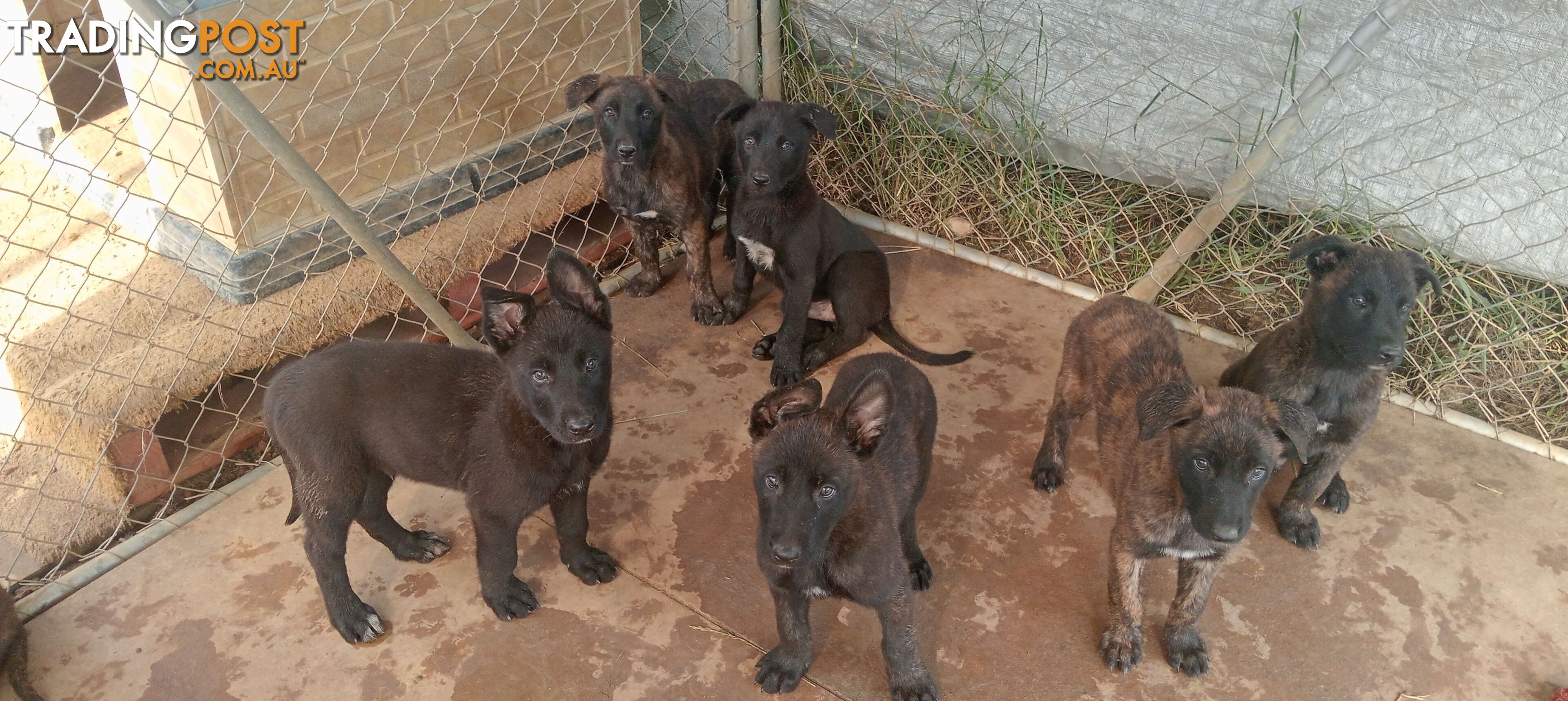 Dutch Shepherd Puppies - Belgian Shepherd/ Malinois