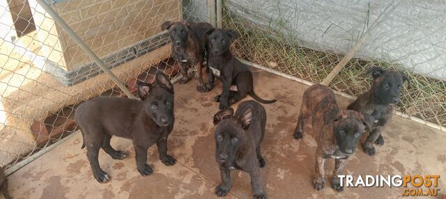 Dutch Shepherd Puppies - Belgian Shepherd/ Malinois