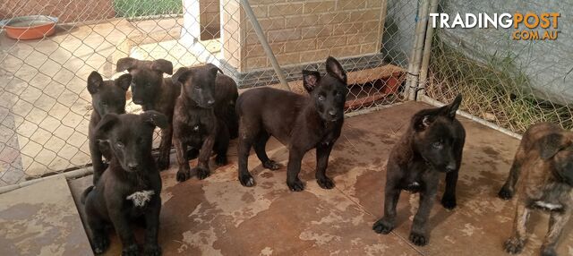 Dutch Shepherd Puppies - Belgian Shepherd/ Malinois