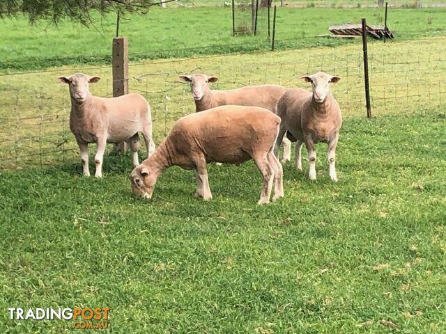 White suffolk flock rams