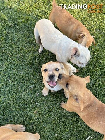 Australian Cattle Dog X French Bulldog