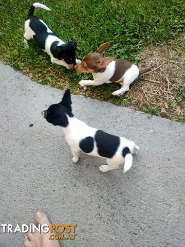 Miniature fox terrier puppies