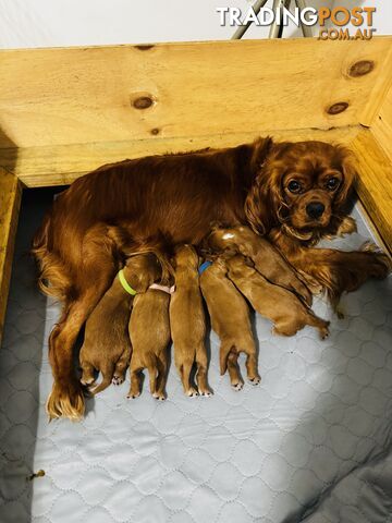 Pure bred King Charles cavalier puppies