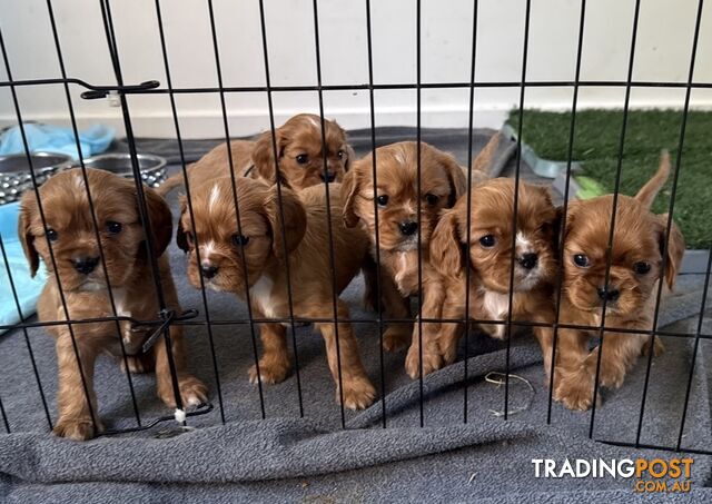 Pure bred King Charles cavalier puppies