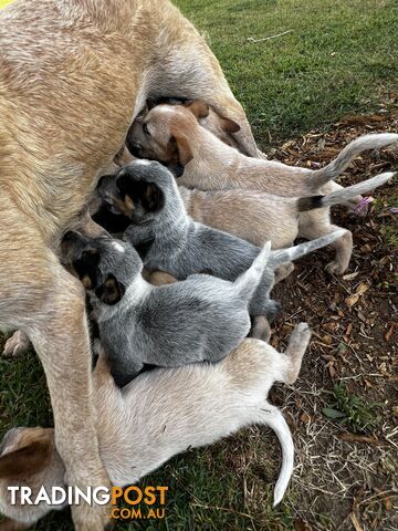 Cattle dog pups