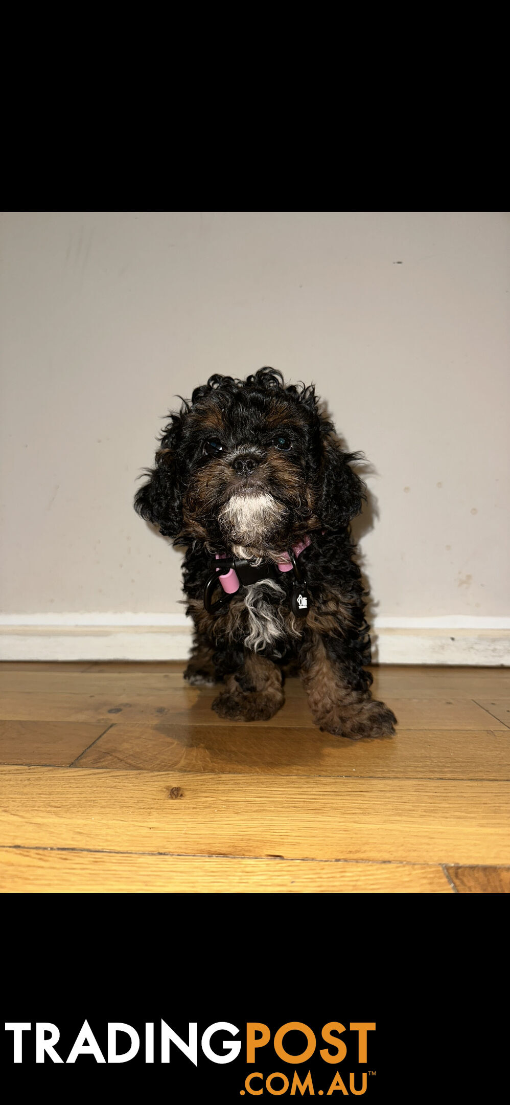 Cavoodle Cross