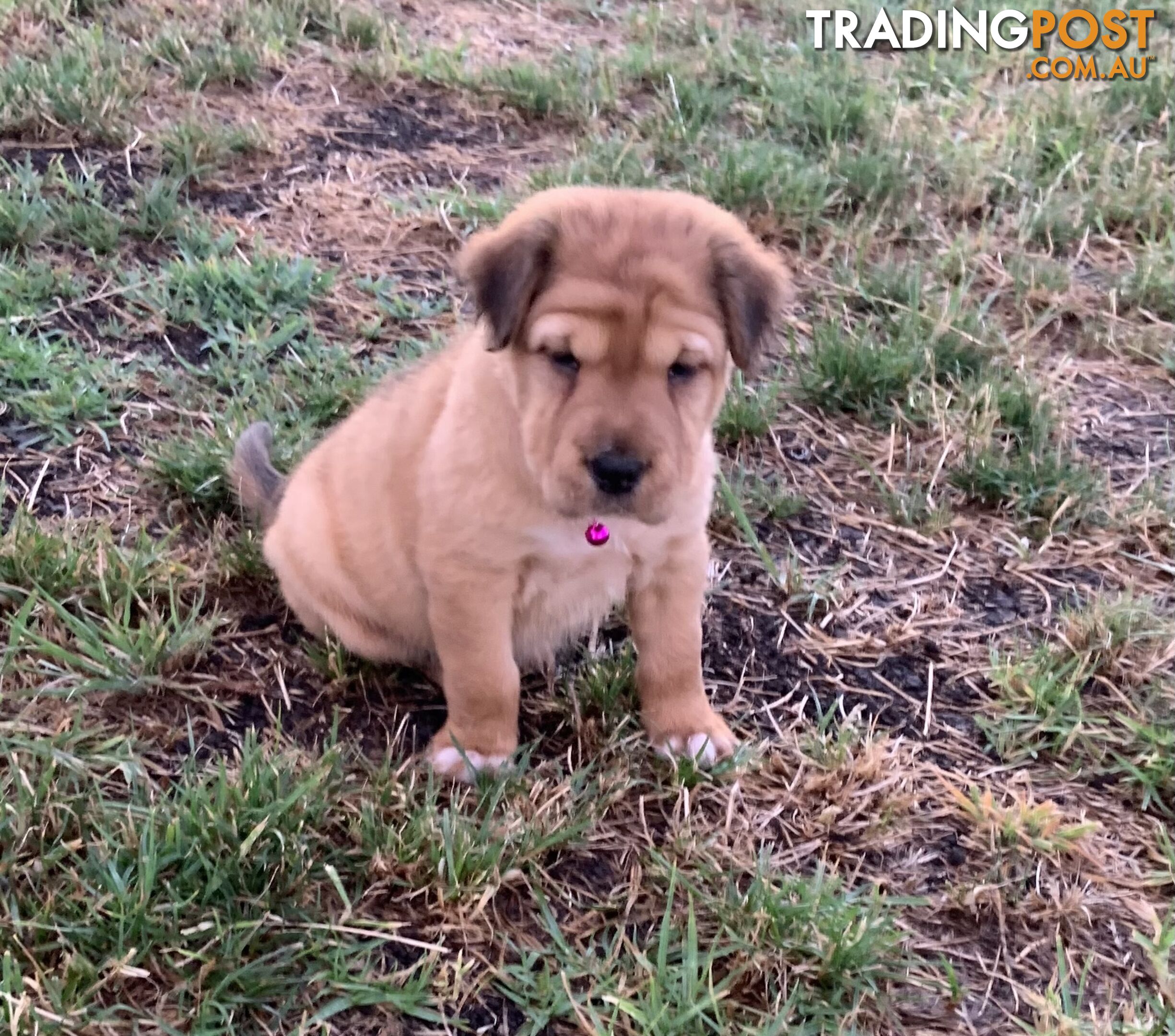 Colpei Puppies Shar Pei x Border Collie puppies