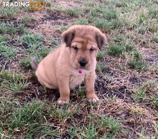 Colpei Puppies Shar Pei x Border Collie puppies