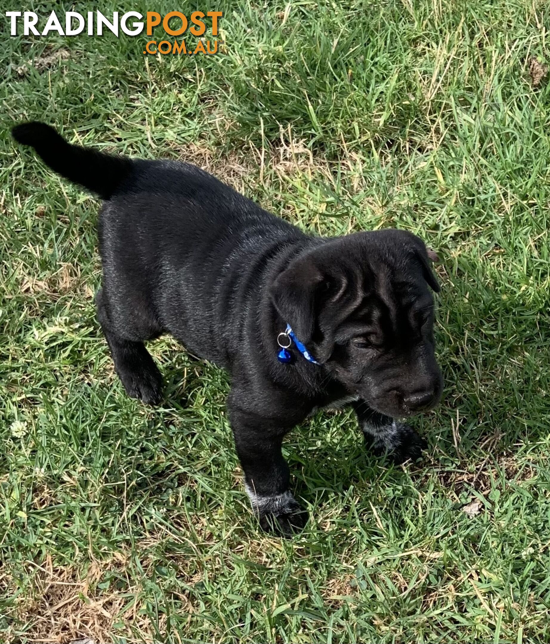 Colpei Puppies Shar Pei x Border Collie puppies