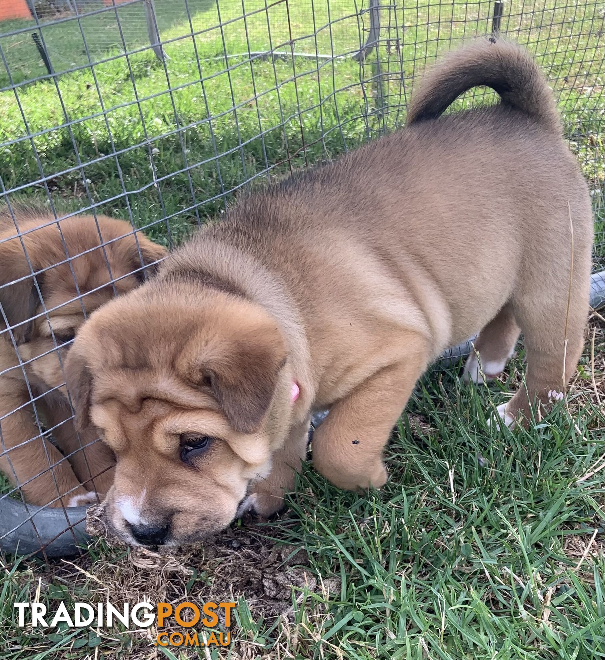 Colpei Puppies Shar Pei x Border Collie puppies