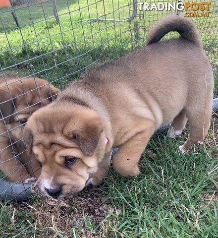 Colpei Puppies Shar Pei x Border Collie puppies