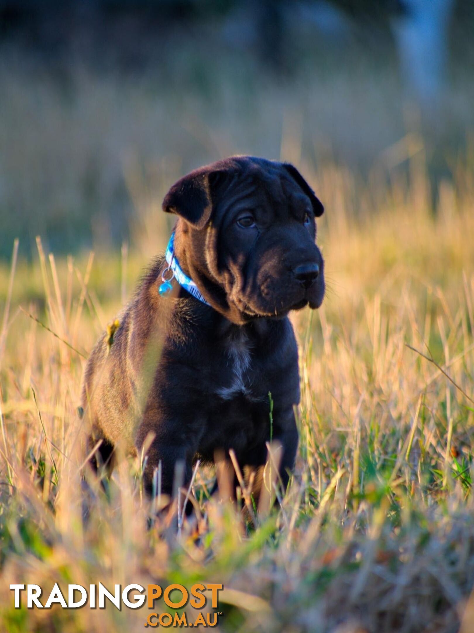 Colpei Puppies Shar Pei x Border Collie puppies