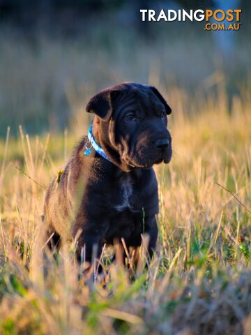 Colpei Puppies Shar Pei x Border Collie puppies