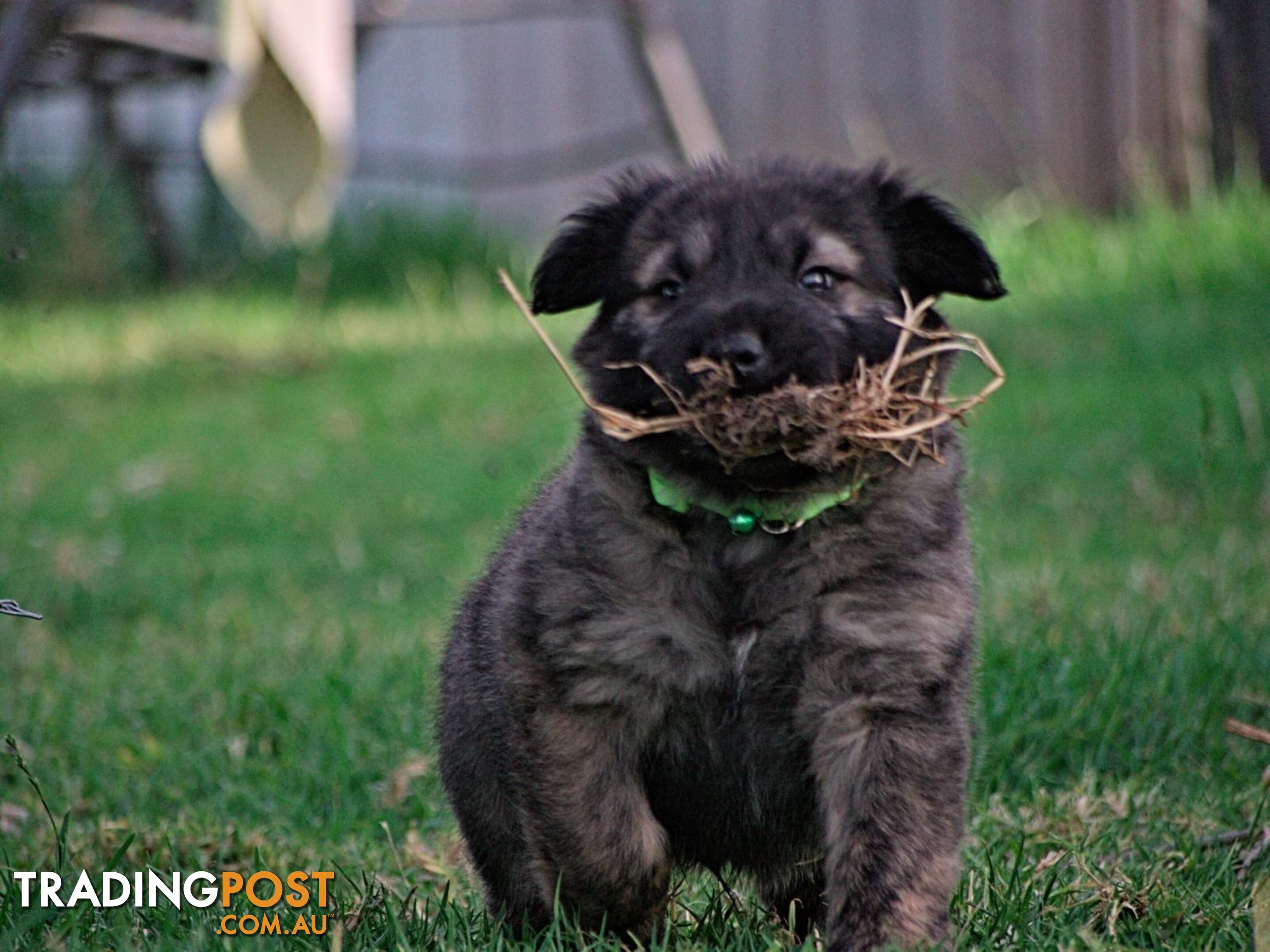 Colpei Puppies Shar Pei x Border Collie puppies