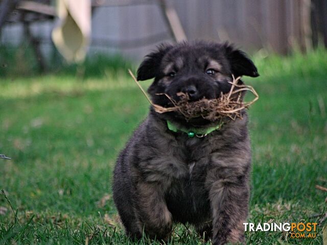 Colpei Puppies Shar Pei x Border Collie puppies