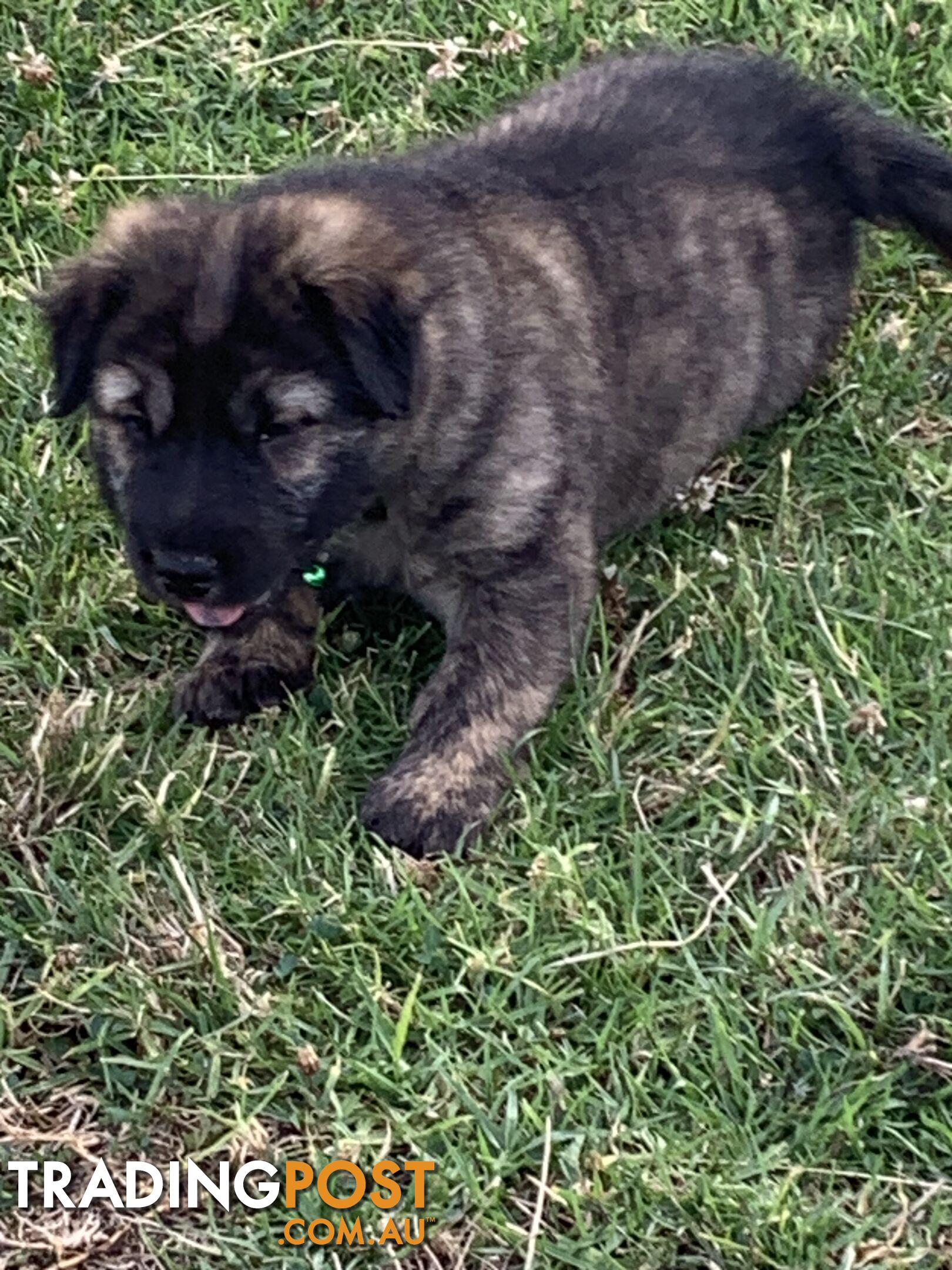 Colpei Puppies Shar Pei x Border Collie puppies