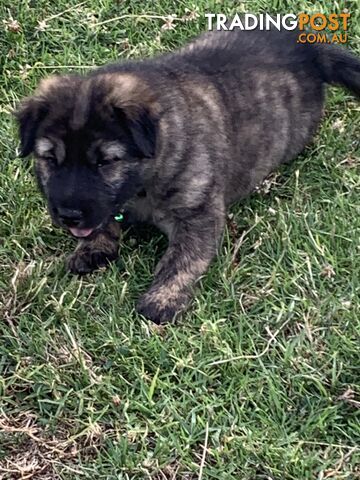 Colpei Puppies Shar Pei x Border Collie puppies