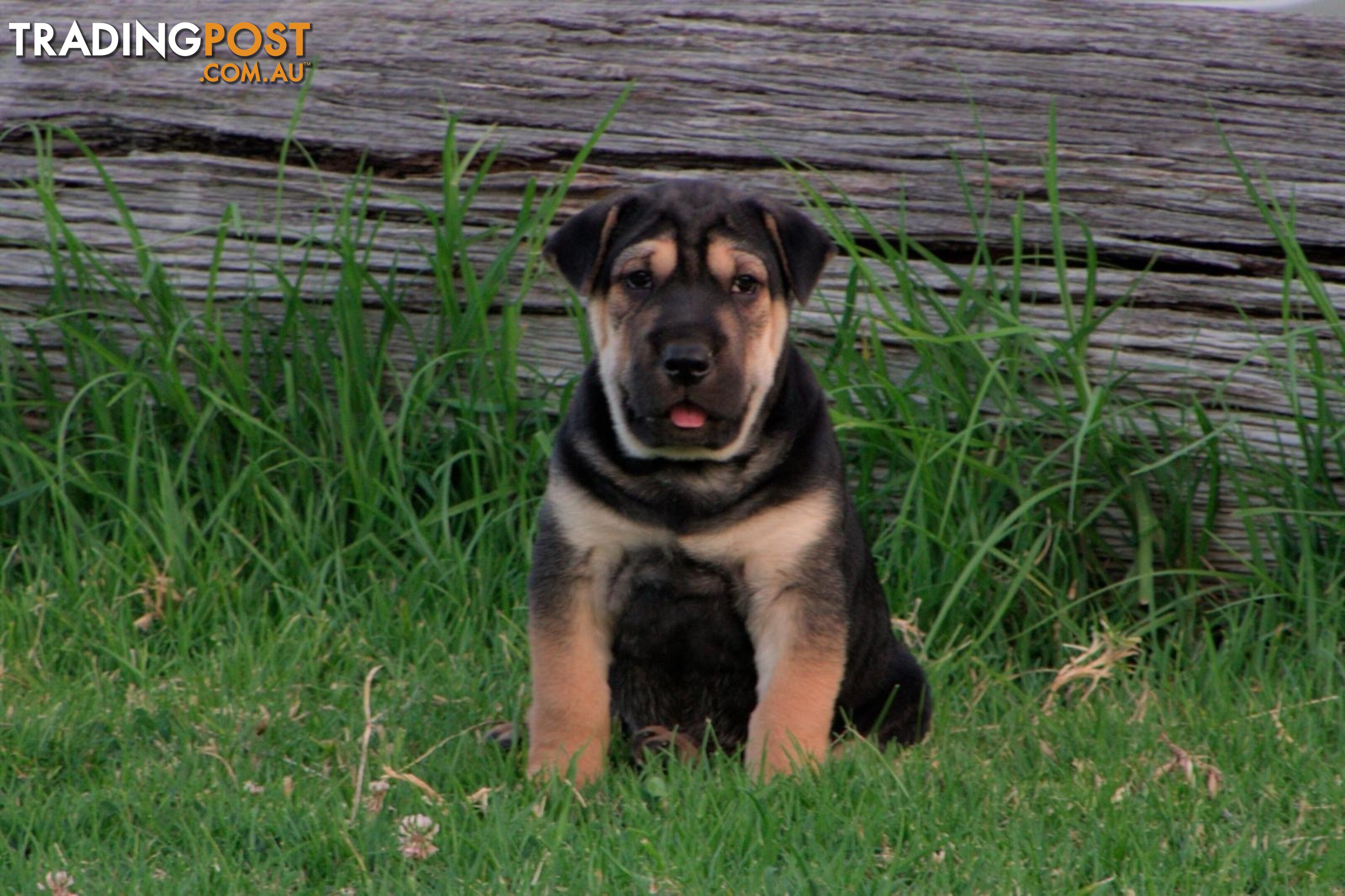 Colpei Puppies Shar Pei x Border Collie puppies