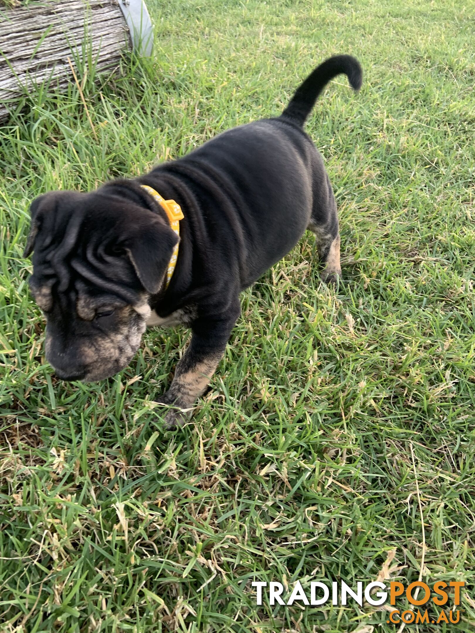 Colpei Puppies Shar Pei x Border Collie puppies