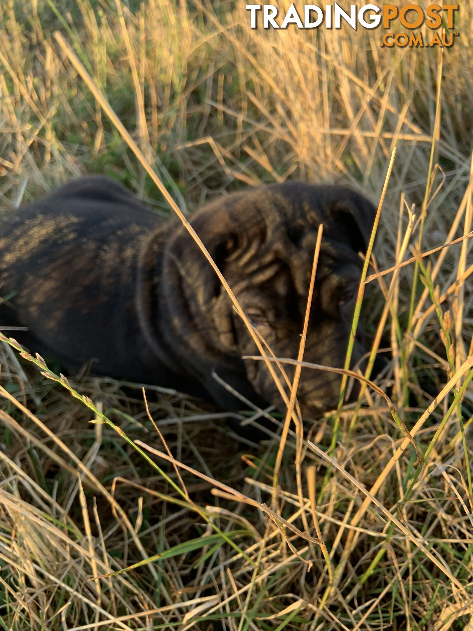 Colpei Puppies Shar Pei x Border Collie puppies