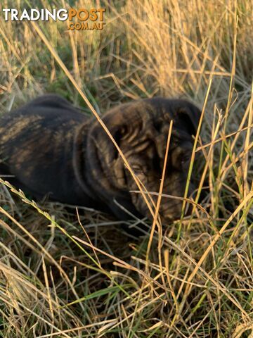 Colpei Puppies Shar Pei x Border Collie puppies