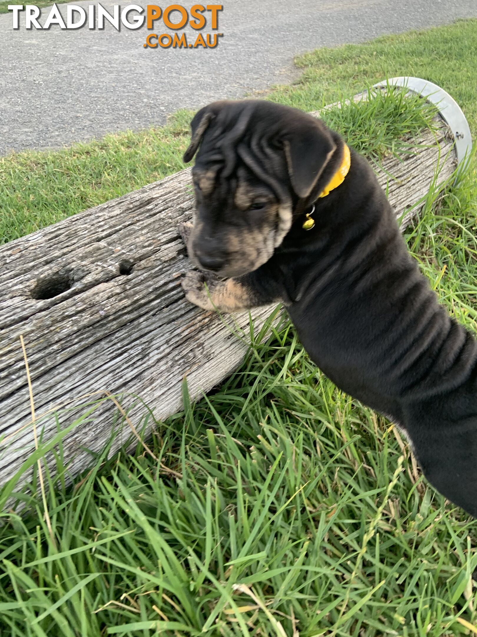 Colpei Puppies Shar Pei x Border Collie puppies