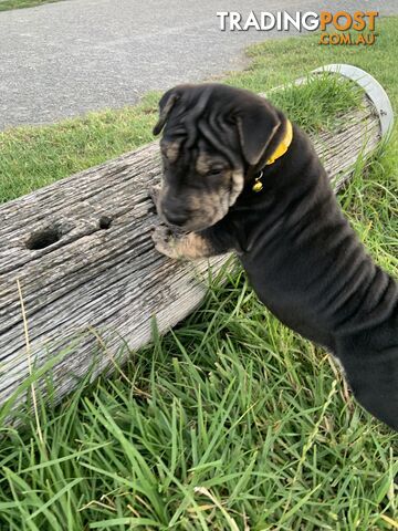 Colpei Puppies Shar Pei x Border Collie puppies