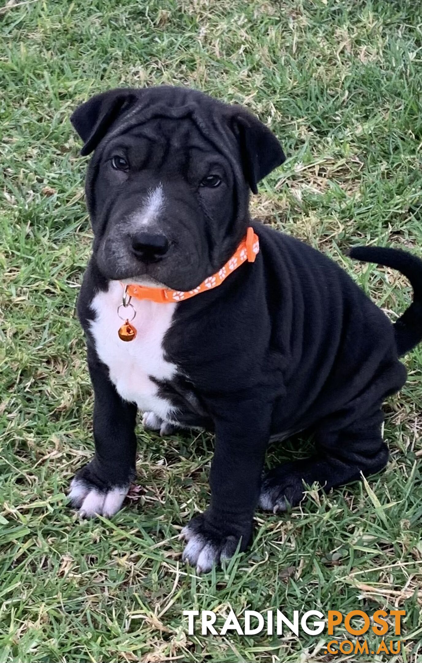 Colpei Puppies Shar Pei x Border Collie puppies