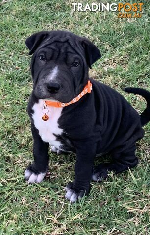 Colpei Puppies Shar Pei x Border Collie puppies