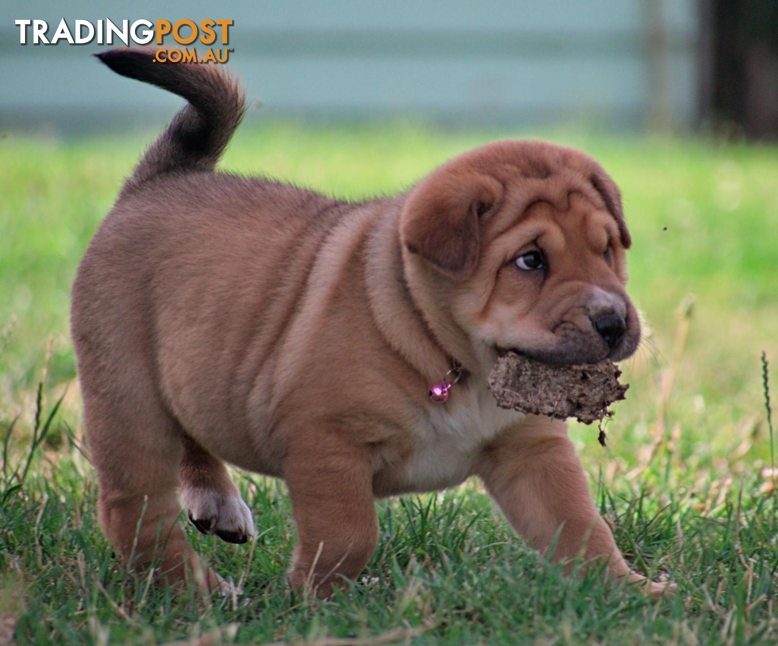 Colpei Puppies Shar Pei x Border Collie puppies