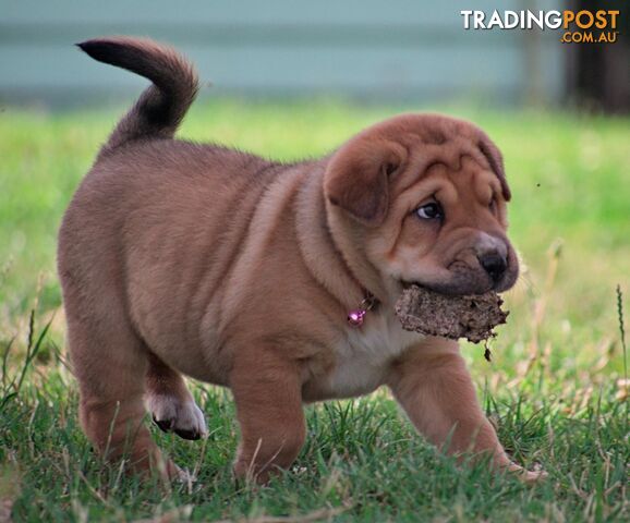 Colpei Puppies Shar Pei x Border Collie puppies