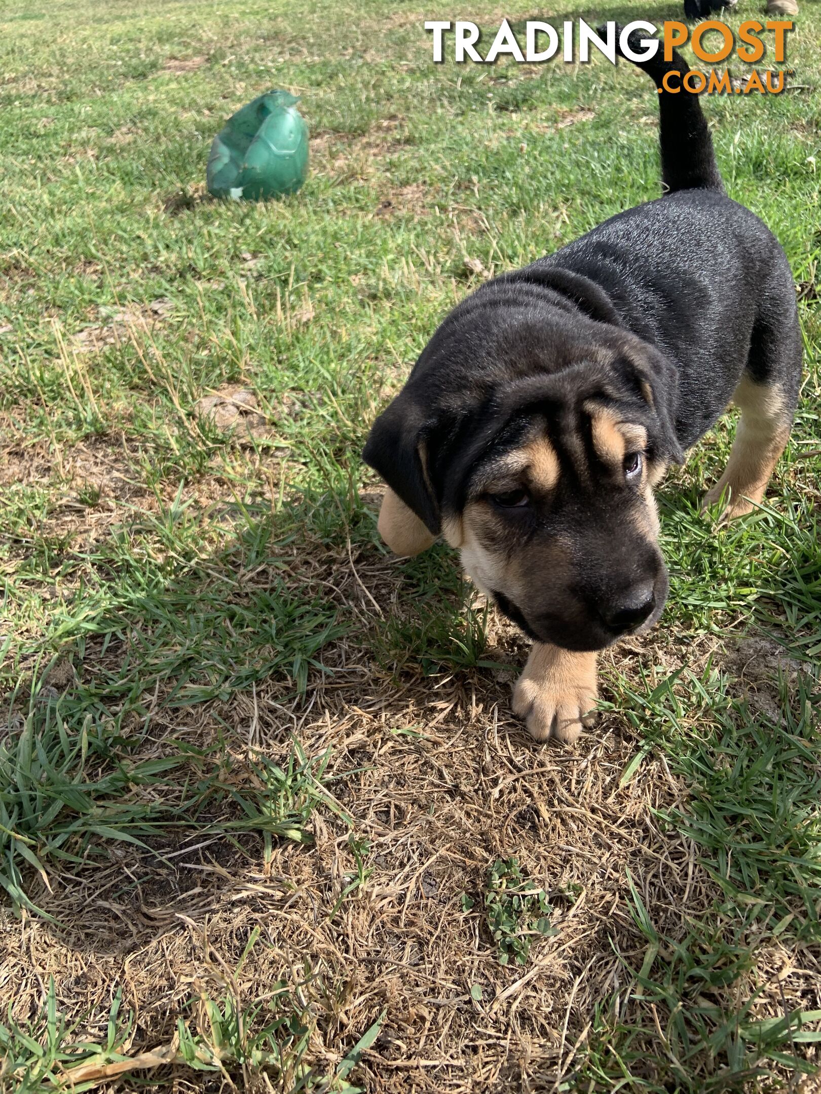 Colpei Puppies Shar Pei x Border Collie puppies