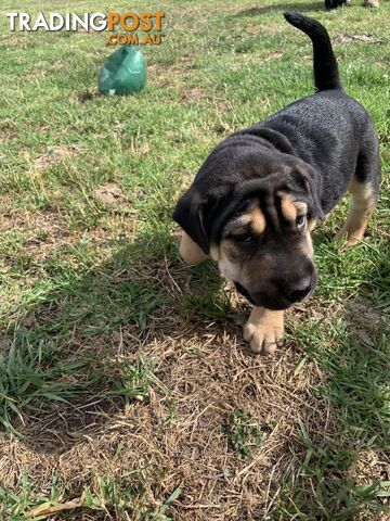 Colpei Puppies Shar Pei x Border Collie puppies