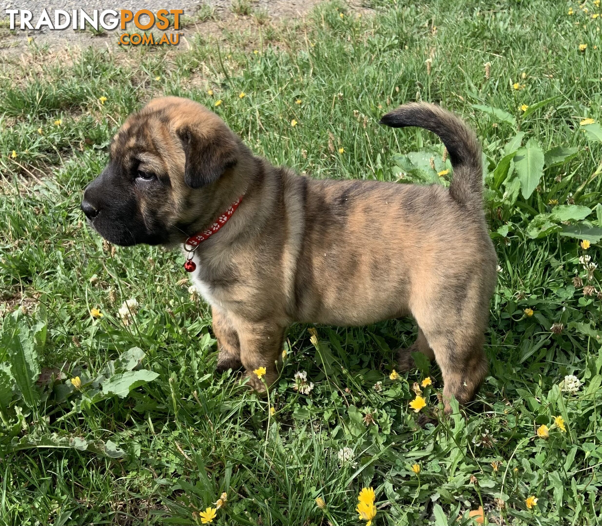 Colpei Puppies Shar Pei x Border Collie puppies