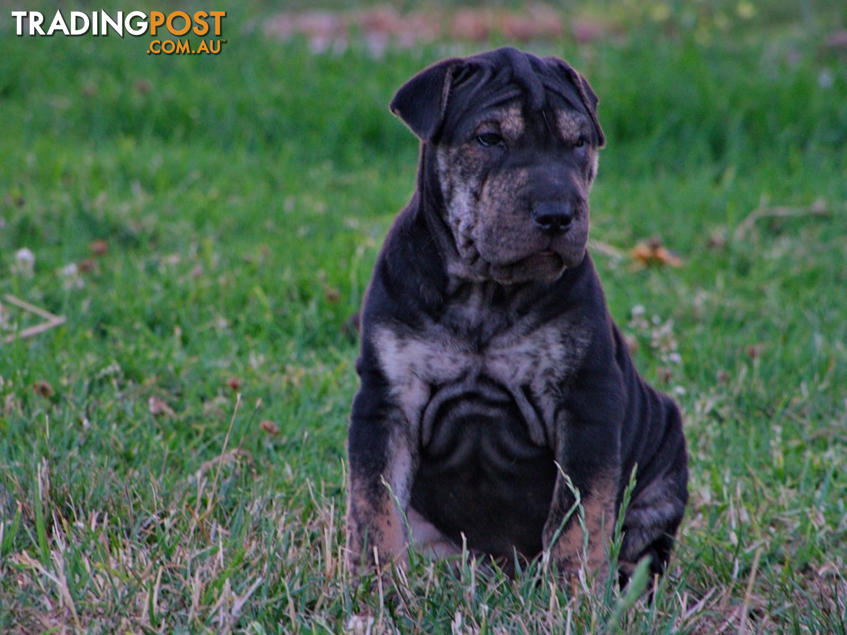 Colpei Puppies Shar Pei x Border Collie puppies