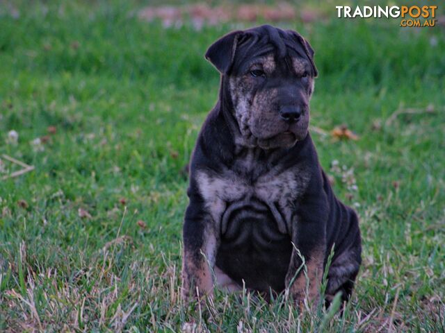 Colpei Puppies Shar Pei x Border Collie puppies