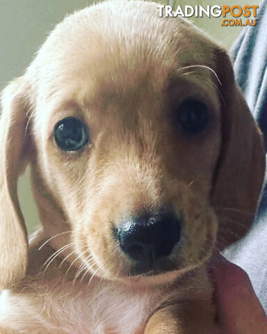 Purebred Miniature Smooth Coat Dachshund