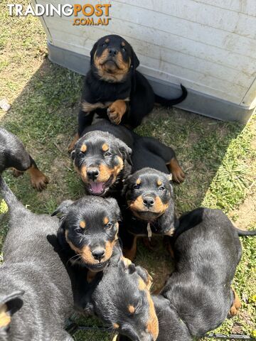 7 Rottweiler Puppies