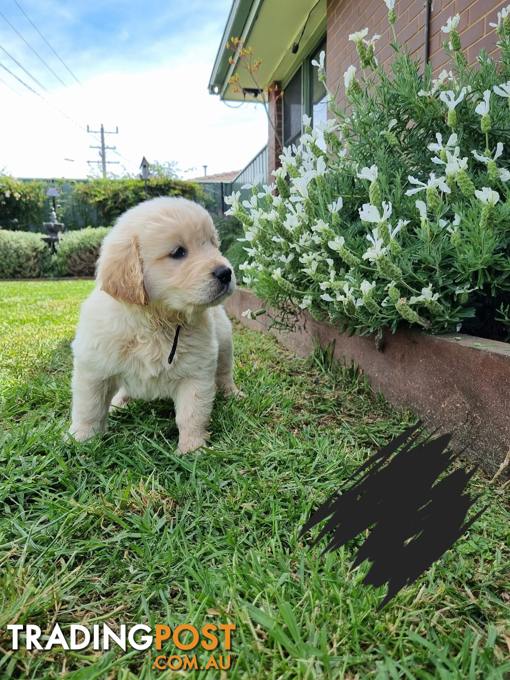 Golden retriever/Labrador