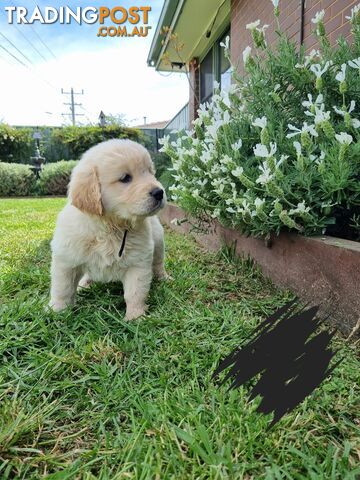 Golden retriever/Labrador