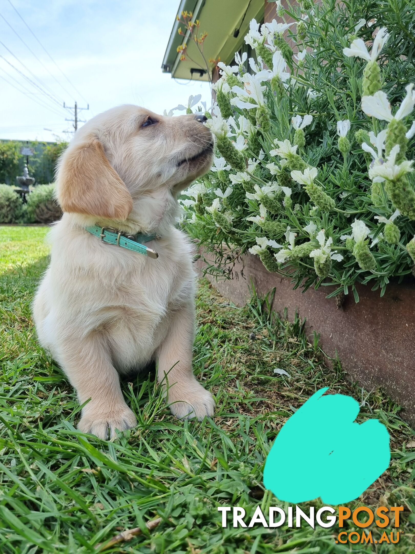 Golden retriever/Labrador