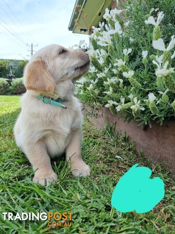 Golden retriever/Labrador