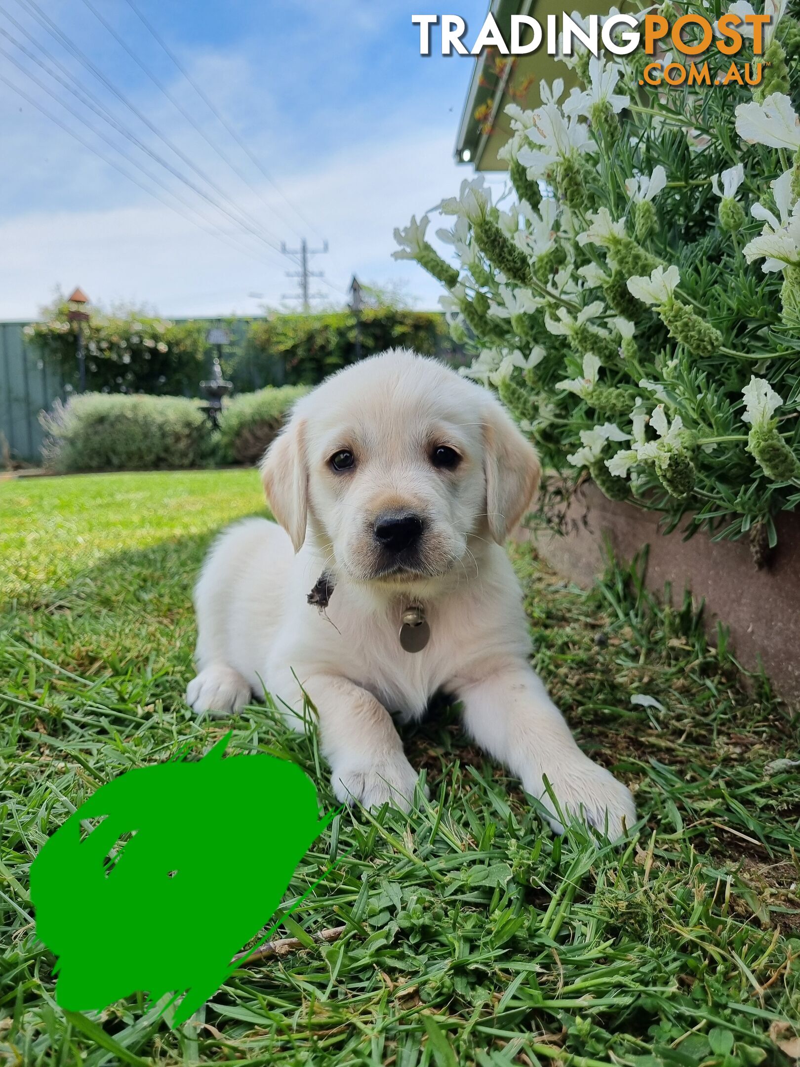 Golden retriever/Labrador