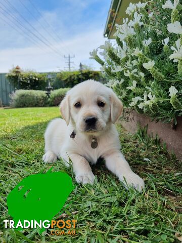 Golden retriever/Labrador