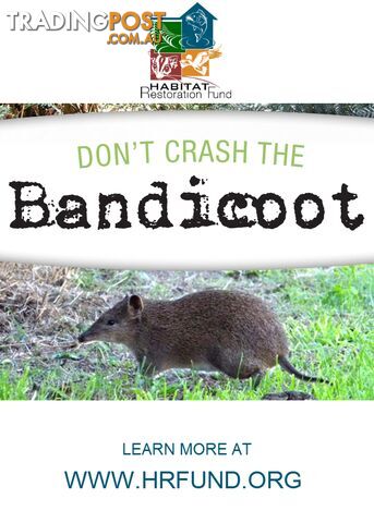 Don't Crash the Bandicoot