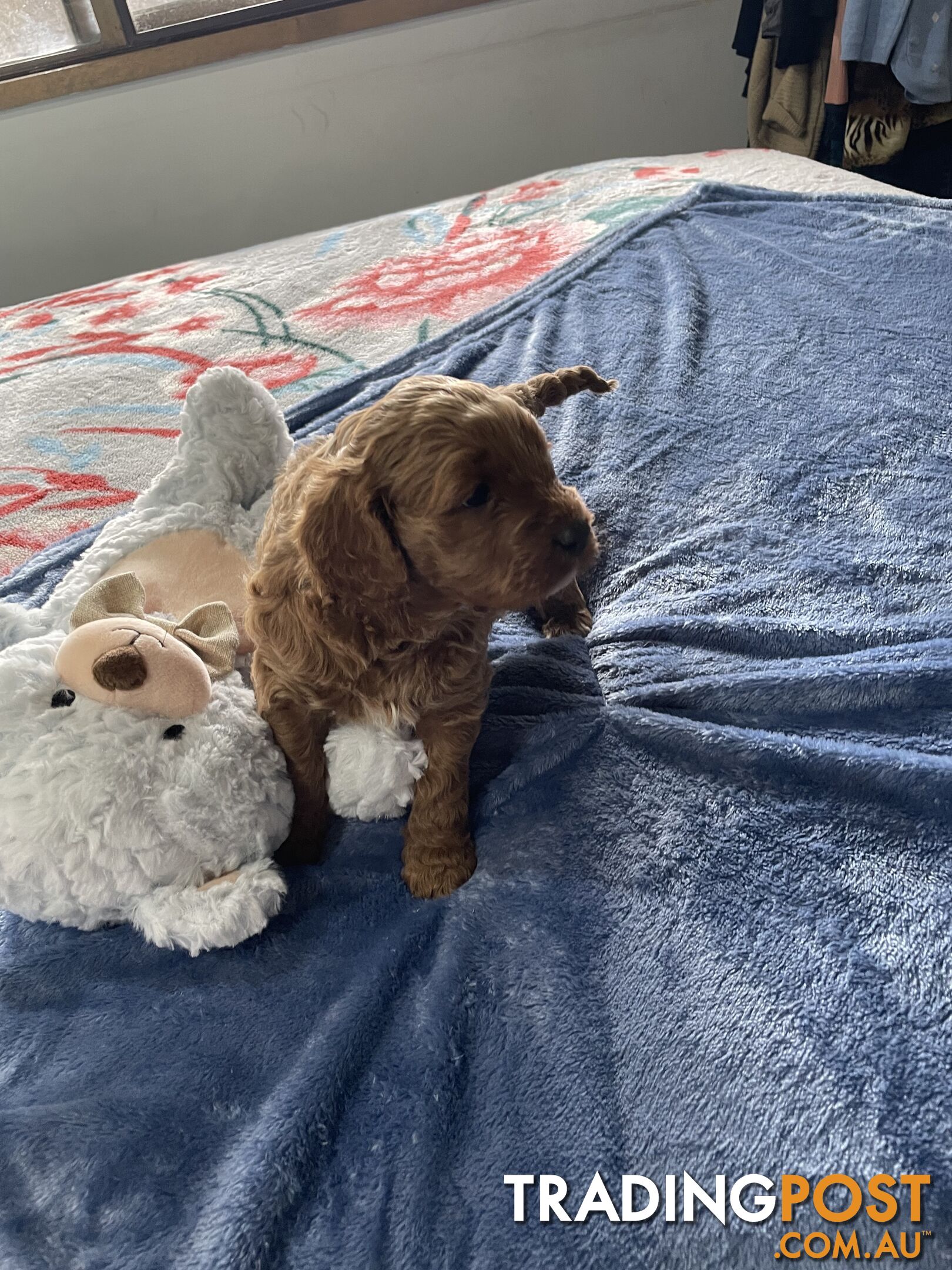 Cavoodle Puppies - Fully DNA cleared