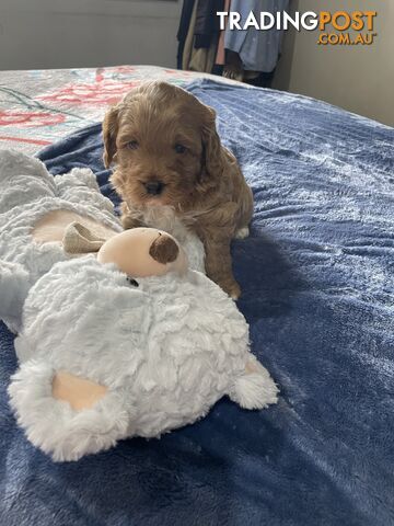 Cavoodle Puppies - Fully DNA cleared