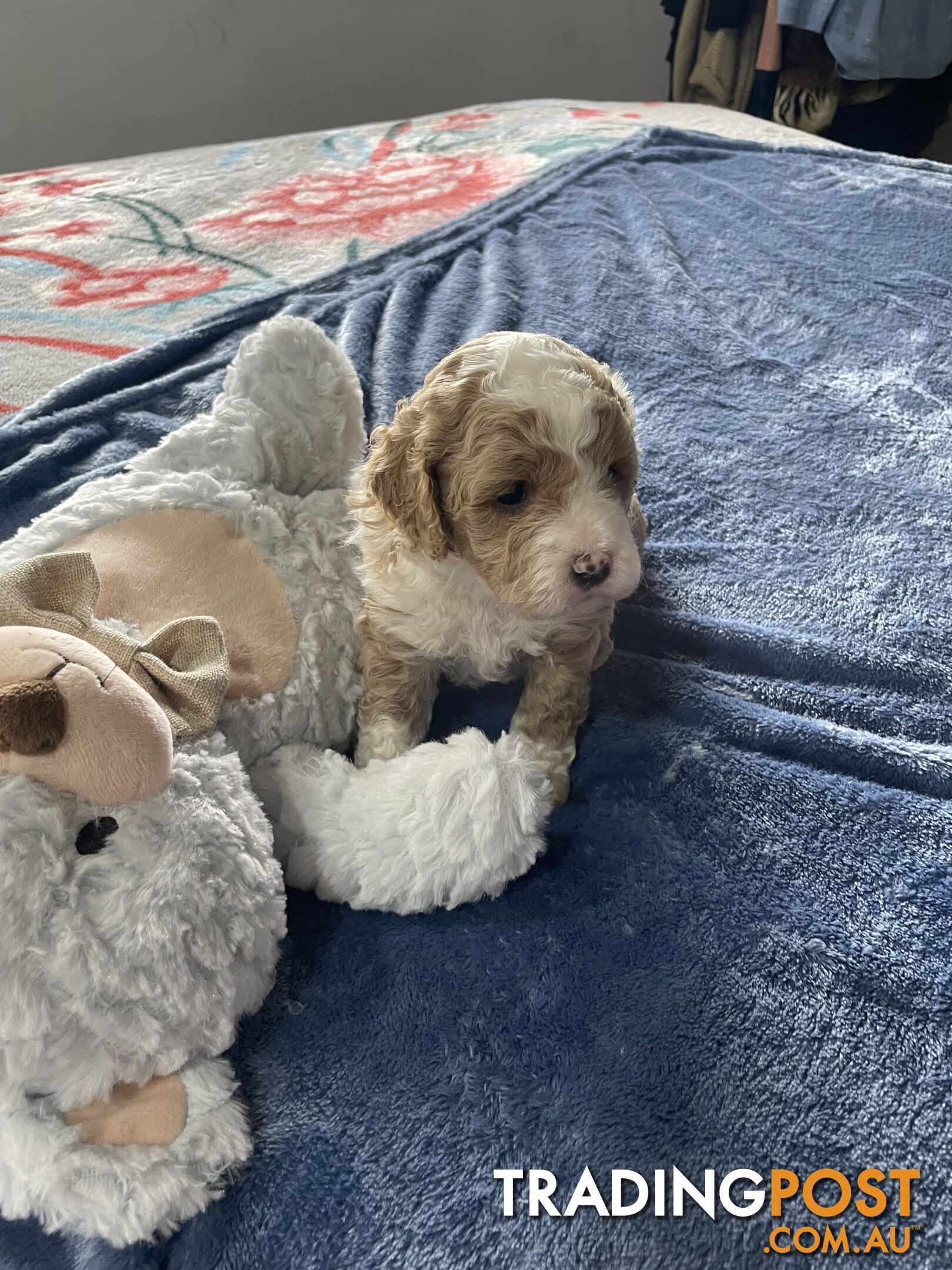 Cavoodle Puppies - Fully DNA cleared